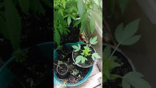 Closet grow!!!!