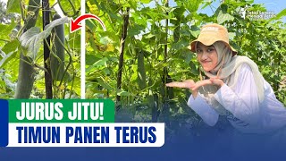Panen Tanpa Jeda! Strategi Jitu Bikin Timun Terus Berbuah Lebat