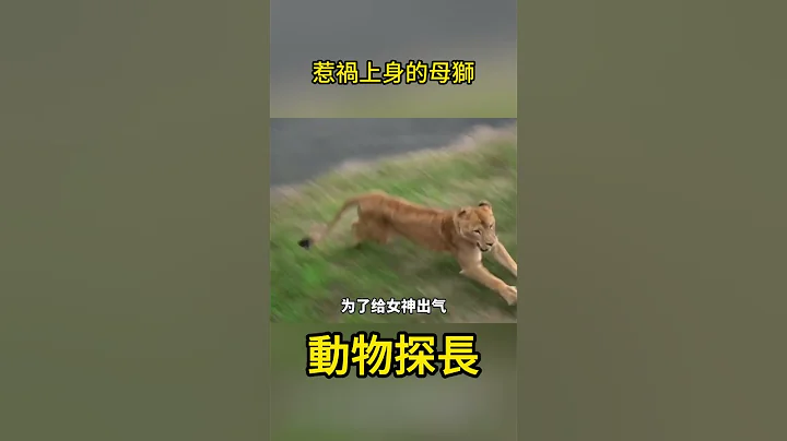 惹禍上身的母獅 #動物世界  #獅子 - 天天要聞