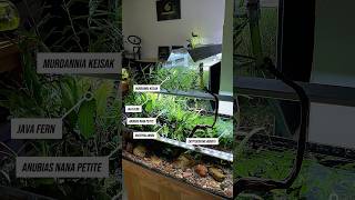 This 1.5-year-old low-tech shallow aquarium (60×35×20) is a little jungle of emersed-form plants 🌱