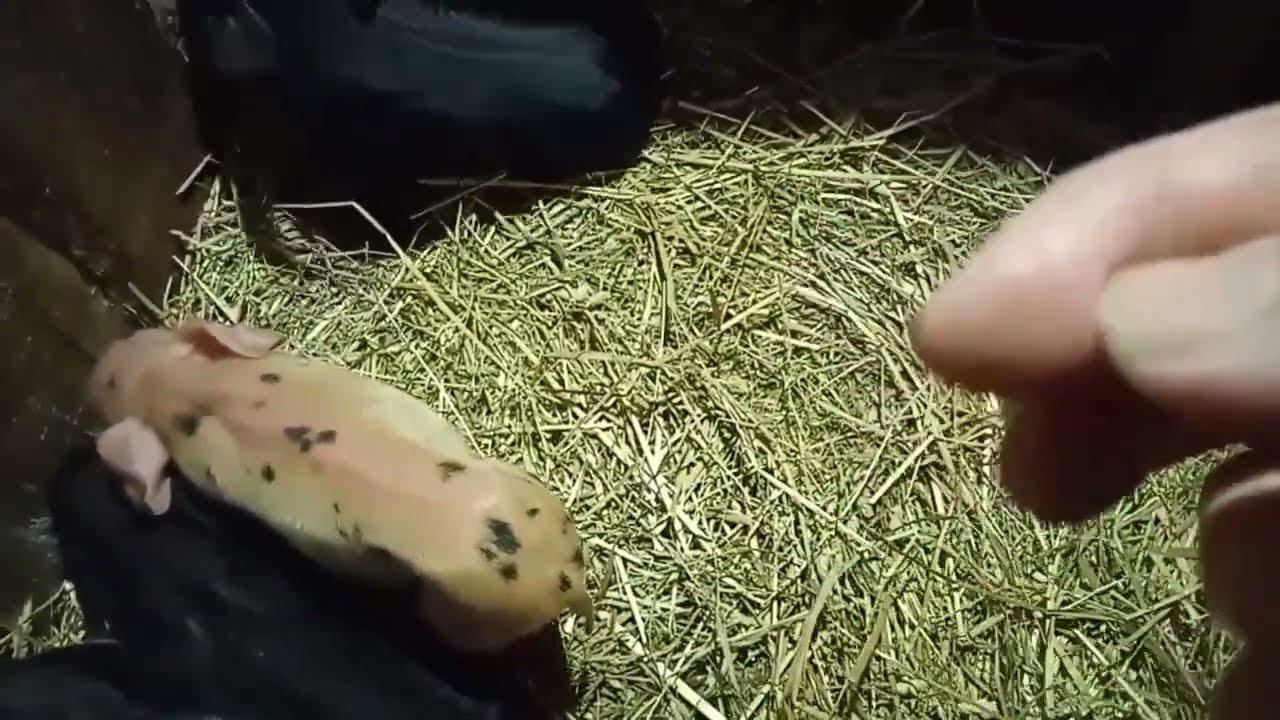 Вспоминаю с наслаждением. Свинка и детки.Видео из архива.