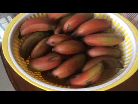 Chuối hồng, chuối đỏ giống thuần Việt | Global Garden