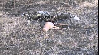 Wild Dog Kill 2014 Wild Dog Kill 2014