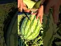Cutting watermelon very fresh - Satisfying ripe watermelon #viral #fruit #satisfying #shorts
