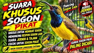 AUTOB NEMPEL SUARA PIKAT SOGON PEMANGGIL SOGON LIAR DAHSYAT || panggilan sogon liar paling ampuh