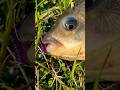Огромный карась на Nissin Ares Liberate Li510S TZ. #fishing #рыбалка #рыбалканаозере #carpfishing