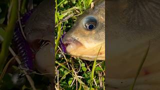 Огромный карась на Nissin Ares Liberate Li510S TZ. #fishing #рыбалка #рыбалканаозере #carpfishing