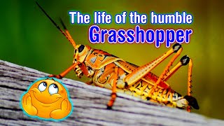 The life cycle of a Grasshopper!