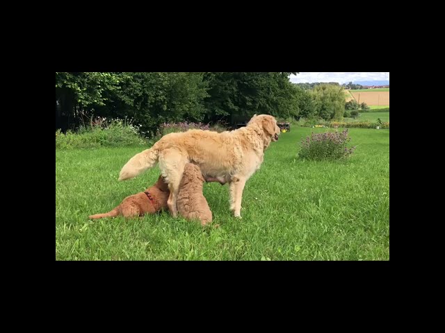 Mayla will nicht immer ....