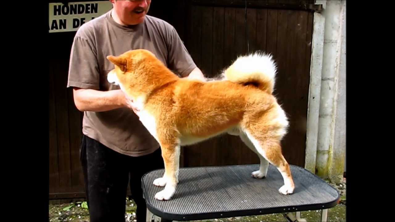 shiba inu shedding