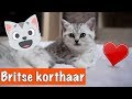 BRITSE KORTHAAR KITTENS!😍 | DierenpraatTV