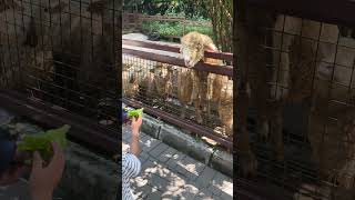 feed the goat #beztiefamily #gembiralokazoo