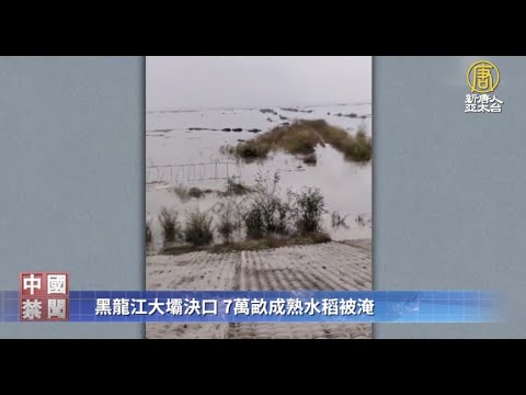 东北粮仓重创 黑龙江大坝决口 7万亩水稻被淹