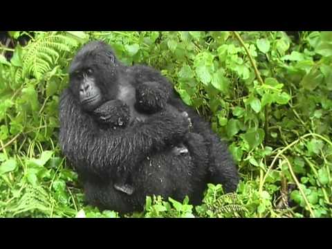 Video: Bihirang Mountain Gorilla Twins Ipinanganak Sa Rwanda