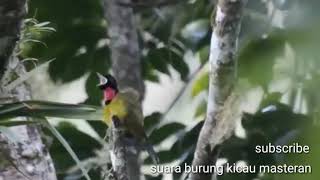 Download Lagu Suara Burung Samyong  Burung 1001 Suara di Alam Bebas, Sangat Merdu dan Indah MP3