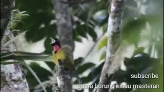 Suara Burung Samyong  Burung 1001 Suara di Alam Bebas, Sangat Merdu dan Indah