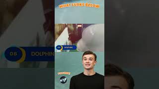 Artistic Dolphin Stuns Everyone in China, iPad Snatcher in Florida! #DolphinTales #MarineCreatures @WhatLurksBelow