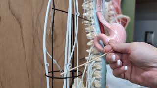 Anatomy Lab v2.0 Unit 4: Nervous System Part 4 - Spinal Nerves & Plexuses on Wire Model