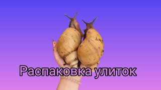 распаковка улиток. новые улитки ахатины#ахатина #ахатины #улитка