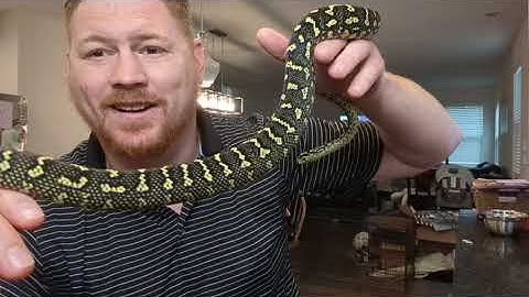 Working with a finicky, defensive yet Beautiful Jungle Carpet Python