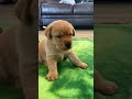 Puppies first time in the living room and there’s lots of *confusion* in the air 🥹🥰🐾 #labrador