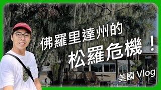 佛羅里達的松羅鳳梨危機 #美國 #vlog