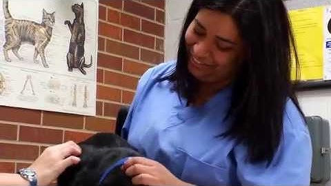 Veterinary Technology Program at Tri-C