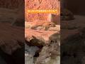 やるきなさすぎてわろたw #おもしろ #おもしろ動画 #animals #zoo #shorts #short #shortvideo #shortsfeed