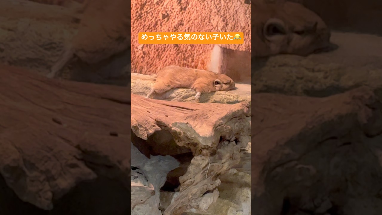 やるきなさすぎてわろたw #おもしろ #おもしろ動画 #animals #zoo #shorts #short #shortvideo #shortsfeed