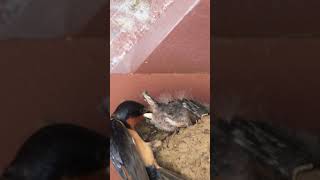 Barn Swallows What goes in Must Come Out!  #wildlife #birdingparadise