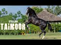 Marwari horse i stallion taimoor i mann horse photography
