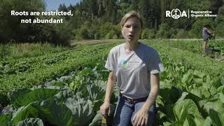 How to Assess Soil Health Using Plant Root Growth
