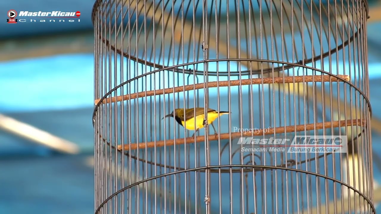 Aksi Panglima, Sogon Asal Banyumas dengan Tembakannya