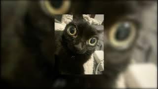 timber | 𝒔𝒑𝒆𝒅 𝒖𝒑   𝒓𝒆𝒗𝒆𝒓𝒃 - pitbull, ke$ha