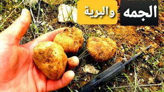 الجمه الترفاس الزبيدي في براري العراق