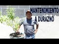 Durazno- Mantenimiento