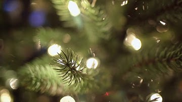 Beachfront B-Roll- Christmas Tree Bokeh (Free to Use HD Stock Video Footage)