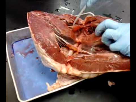 Dissection Of Cow Heart in Anatomy and Physiology 2 Lab - YouTube