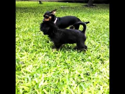 japanese spitz x mini pinscher