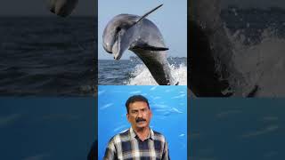 Why do dolphin trainers feed ice to dolphins? |mlife daily |BS Chandra mohan