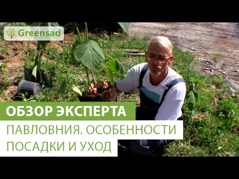 Павловния. Особенности посадки и уход