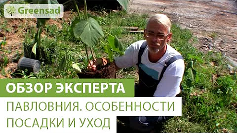 Павловния. Особенности посадки и уход