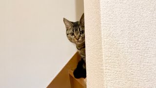 飼い主の帰宅を階段からチラ見しながら待ち続ける子猫w