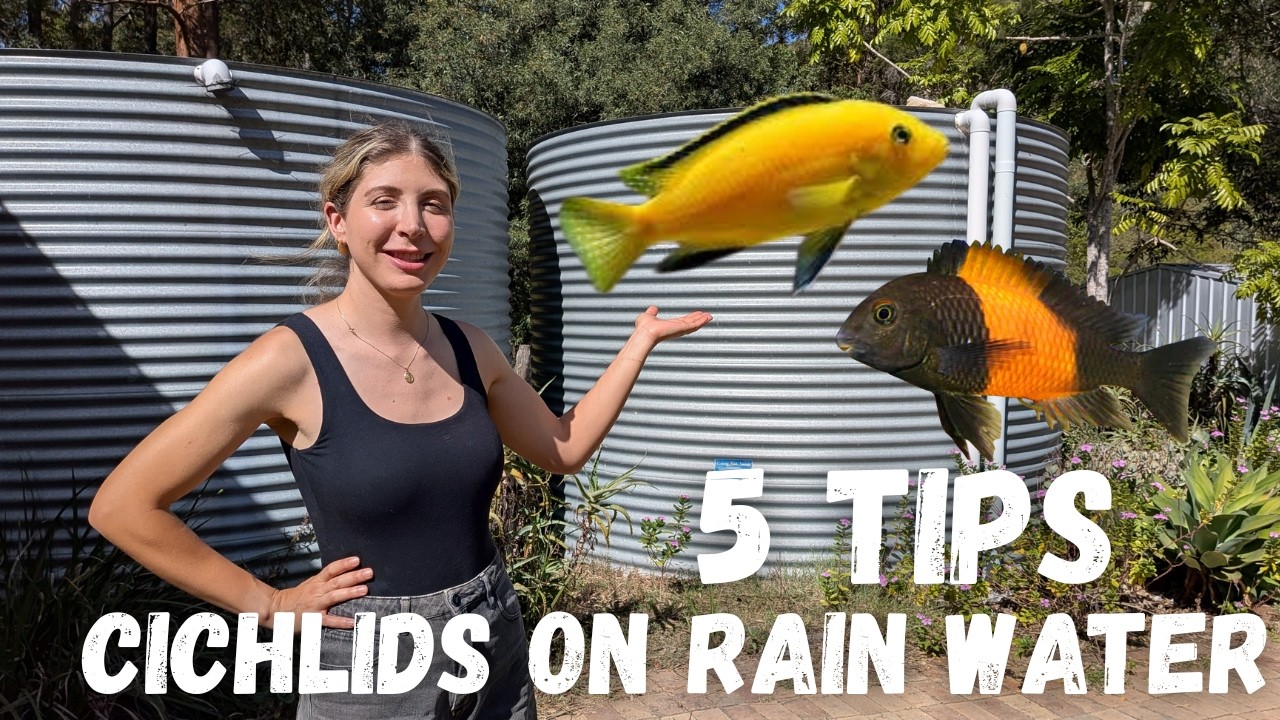 Keeping AFRICAN CICHLIDS Using Rainwater - Can You Do It?