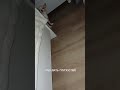 Никогда не повышай на меня голос 🤨🐶😀томик#чихуахуа#shorts#приколы животные #