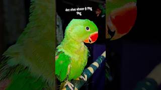 Prrot Amozing wow Mitthu 👌 #parrots #parrotsofinstagram #birds #parrot #bird #video #reels #shorts