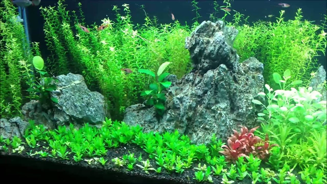 sean williams author Final 110g video