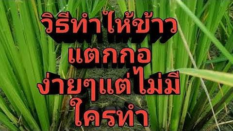 วิธีทำให้ข้าวแตกกอง่ายๆแต่ไม่ค่อยมีใครทำ
