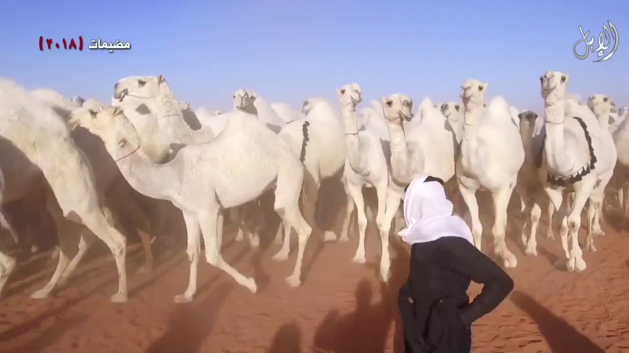 شيلة الموسم كلمات نارية لملكات الوضح 2018 لمالكها الشيخ عمير بن فهد القحطاني