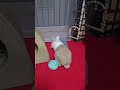 see how bunny mofu reacts to the outside world! #mofu #bunny #rabbit #cute #fluffy #かわいい #可愛い #ふわふわ